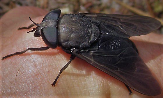 How long do flies live? - Time News Global