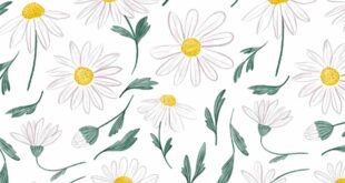 5120x1440p 329 Daisies Backgrounds