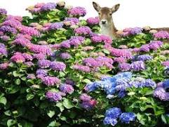 do deer eat hydrangeas