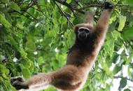 5120x1440p 329 gibbon