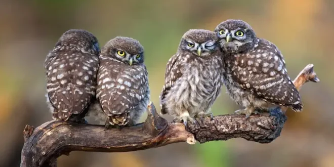 what is a group of owls called