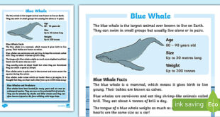 Key points about school of whales