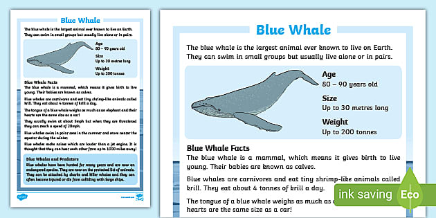 Key points about school of whales