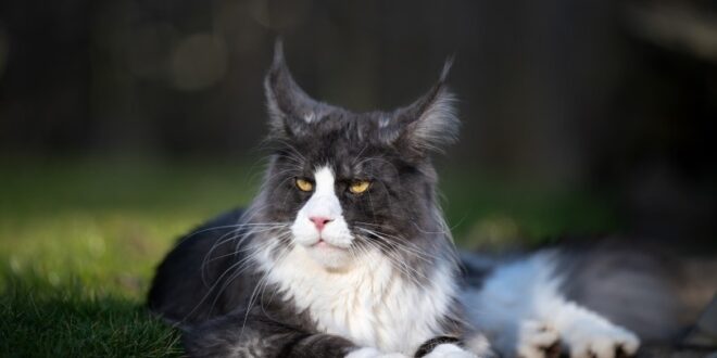 tuxedo maine coon