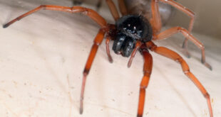 broad faced sac spider