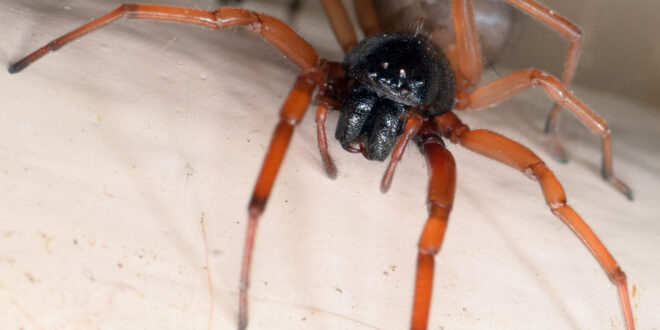 broad faced sac spider