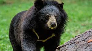 famous asian bear