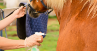 Why You Should Choose a Toxic-Free Fly Repellent Spray for Your Horse